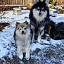 Kyky And Rocky joined the competition — help win amazing prizes! dog, dogs, snow, outdoor, fence, pet, canine, fur, fluffy, black_and_white, tan, animal, nature, winter, yard, two_animals, portrait, sitting, cute, companion