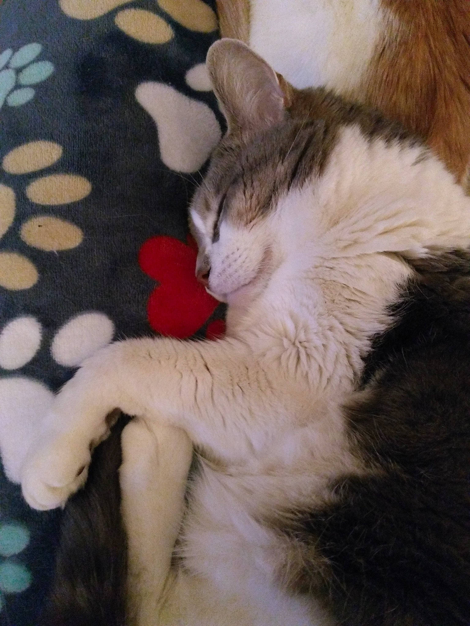 Joey joined the competition — help win amazing prizes! art, carnivore, cat, claw, comfort, domestic_short_haired_cat, fawn, felidae, fur, gesture, linens, nap, pattern, paw, sleep, small_to_medium_sized_cats, snout, tail, tree, whiskers