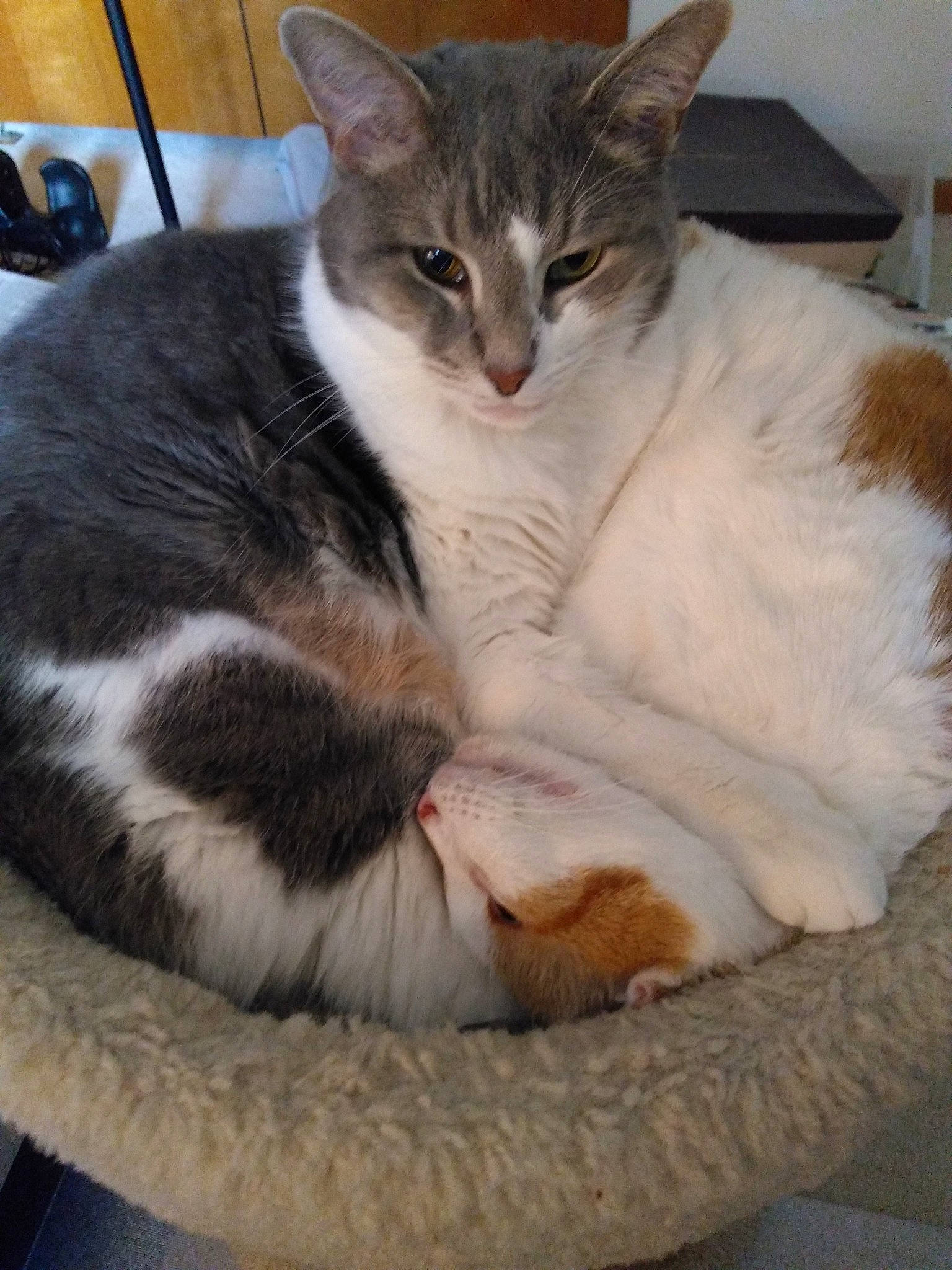 Joey is registered to the contest to win money with this photo: carnivore, cat, cat_bed, cat_furniture, cat_supply, claw, comfort, domestic_short_haired_cat, felidae, fur, nap, paw, pet_supply, sitting, sleep, small_to_medium_sized_cats, snout, tail, whiskers