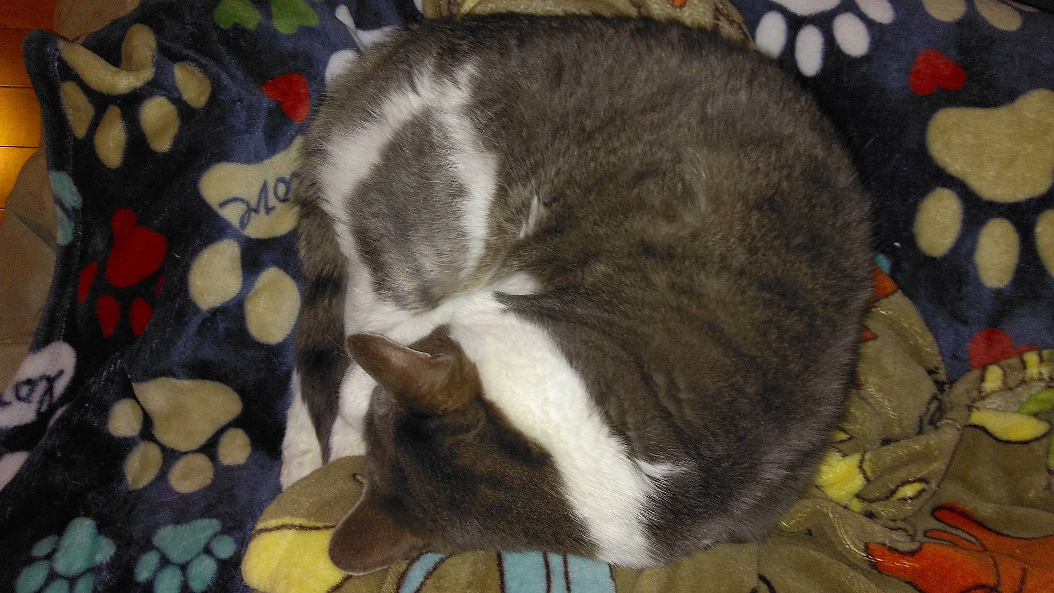 Joey joined the competition — help win amazing prizes! brown, canidae, carnivore, cat, claw, comfort, dog_breed, domestic_short_haired_cat, felidae, fur, nap, pattern, paw, sleep, small_to_medium_sized_cats, snout, sporting_group, tail, terrestrial_animal, whiskers