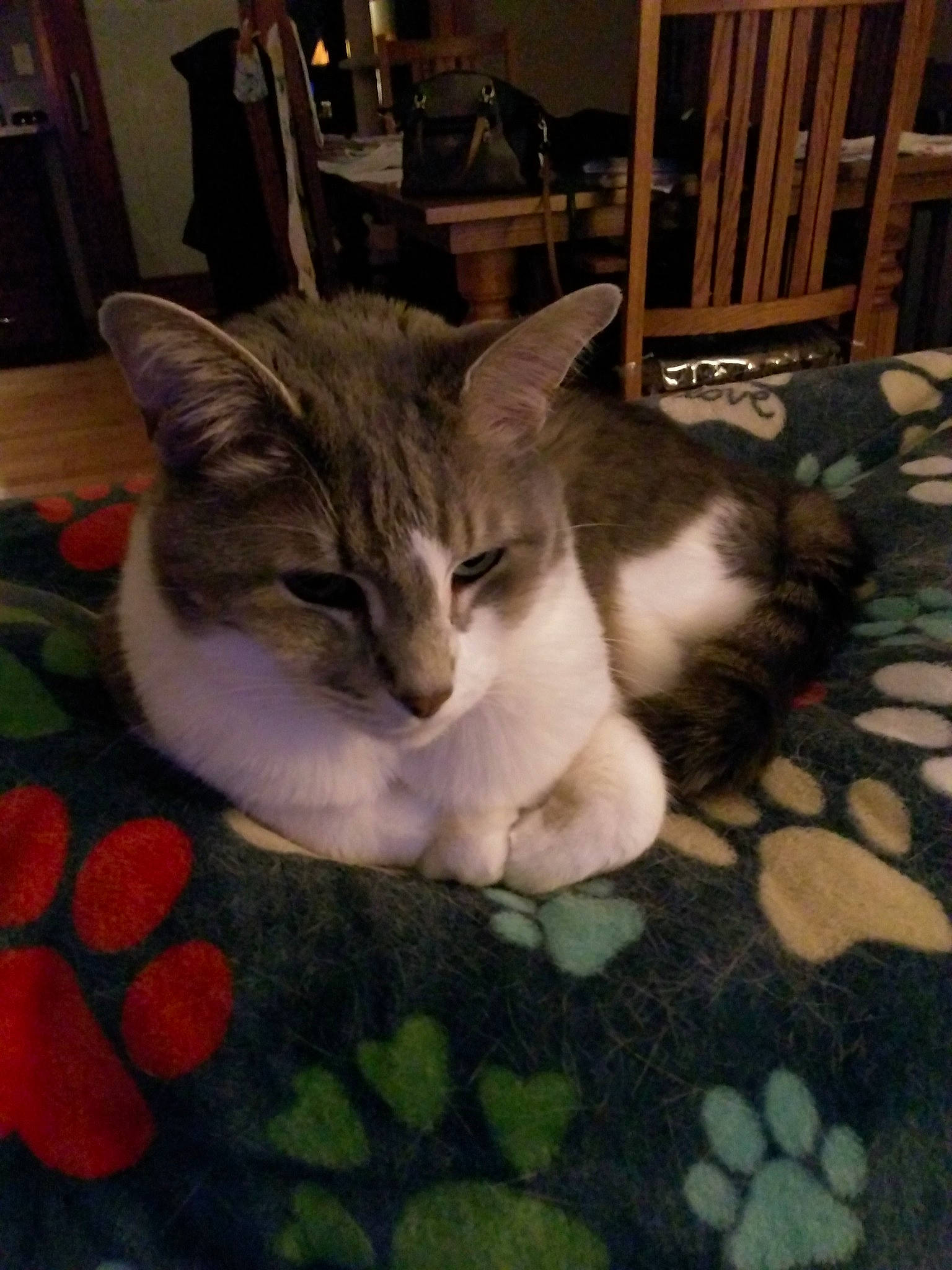 Joey joined the competition — help win amazing prizes! carnivore, cat, chair, comfort, domestic_short_haired_cat, fawn, felidae, floor, flooring, fur, hardwood, mammal, paw, petal, picture_frame, small_to_medium_sized_cats, snout, tail, whiskers, wood