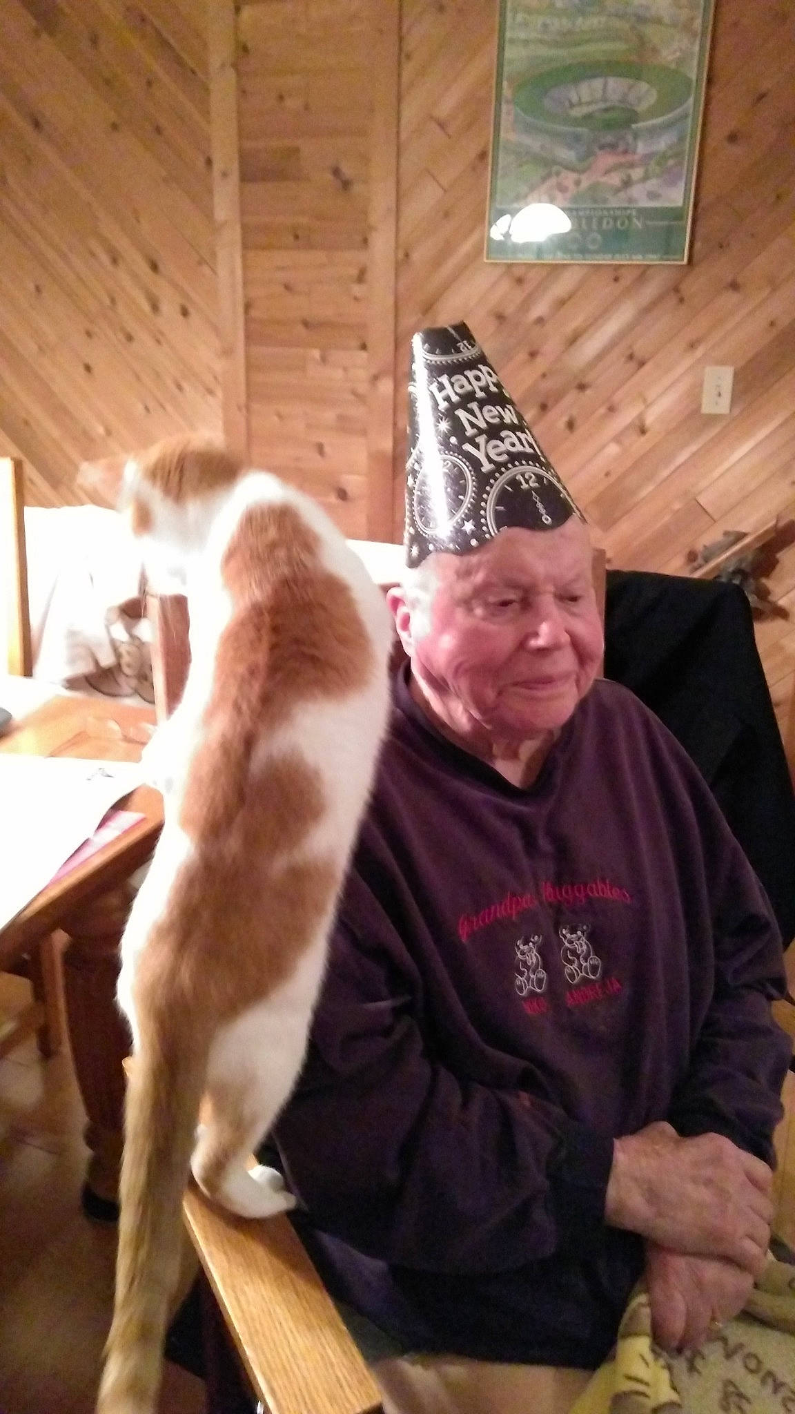 Beijing is registered to the contest to win money with this photo: cap, carnivore, cat, comfort, companion_dog, cone, costume_hat, domestic_short_haired_cat, event, fawn, felidae, fur, lap, party_hat, small_to_medium_sized_cats, smile, table, tail, whiskers, wood