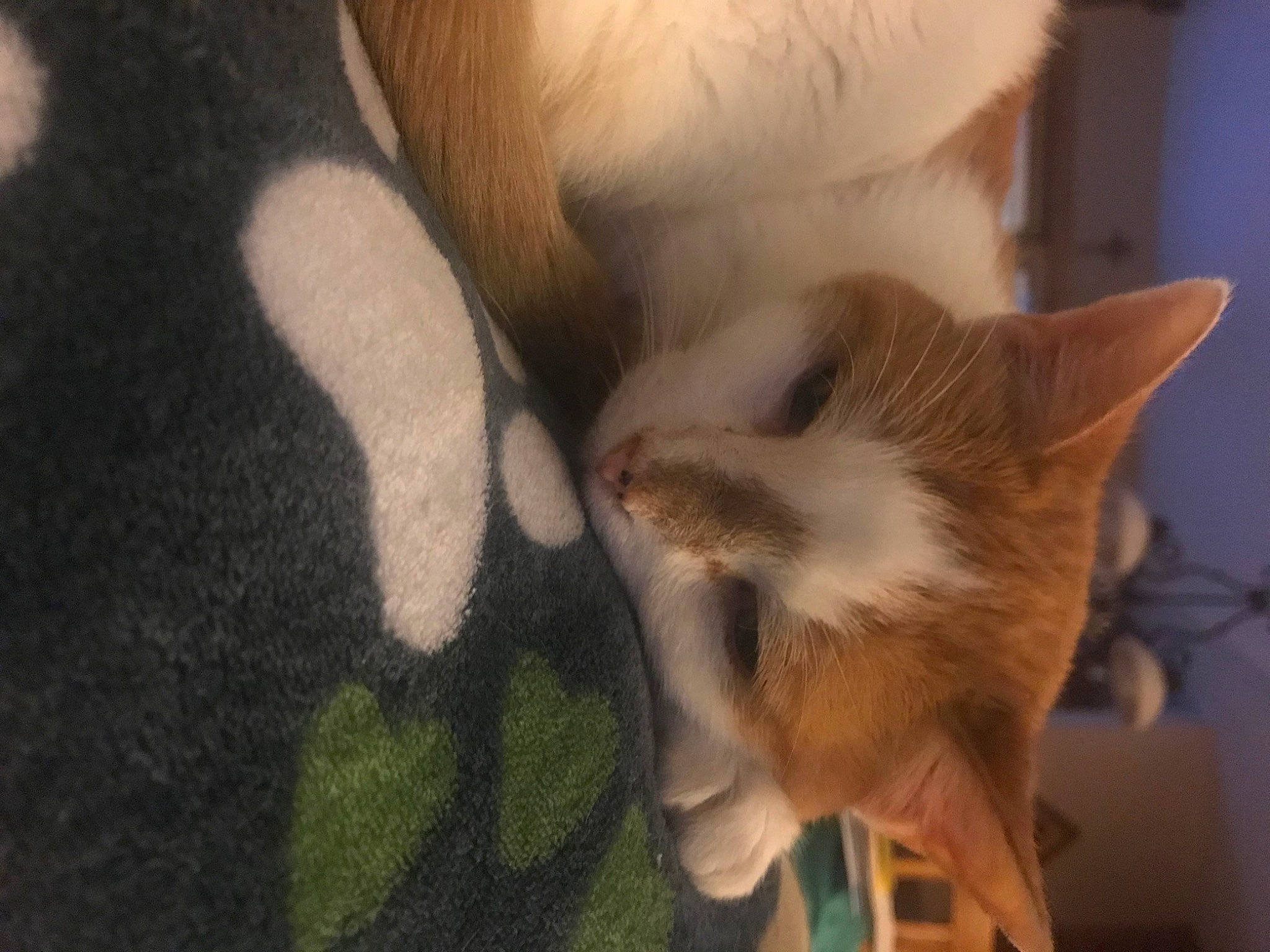 Beijing joined the competition — help win amazing prizes! canidae, carnivore, cat, claw, comfort, companion_dog, dog_breed, domestic_short_haired_cat, ear, fawn, felidae, fur, nap, paw, small_to_medium_sized_cats, snout, tail, terrestrial_animal, whiskers, wood