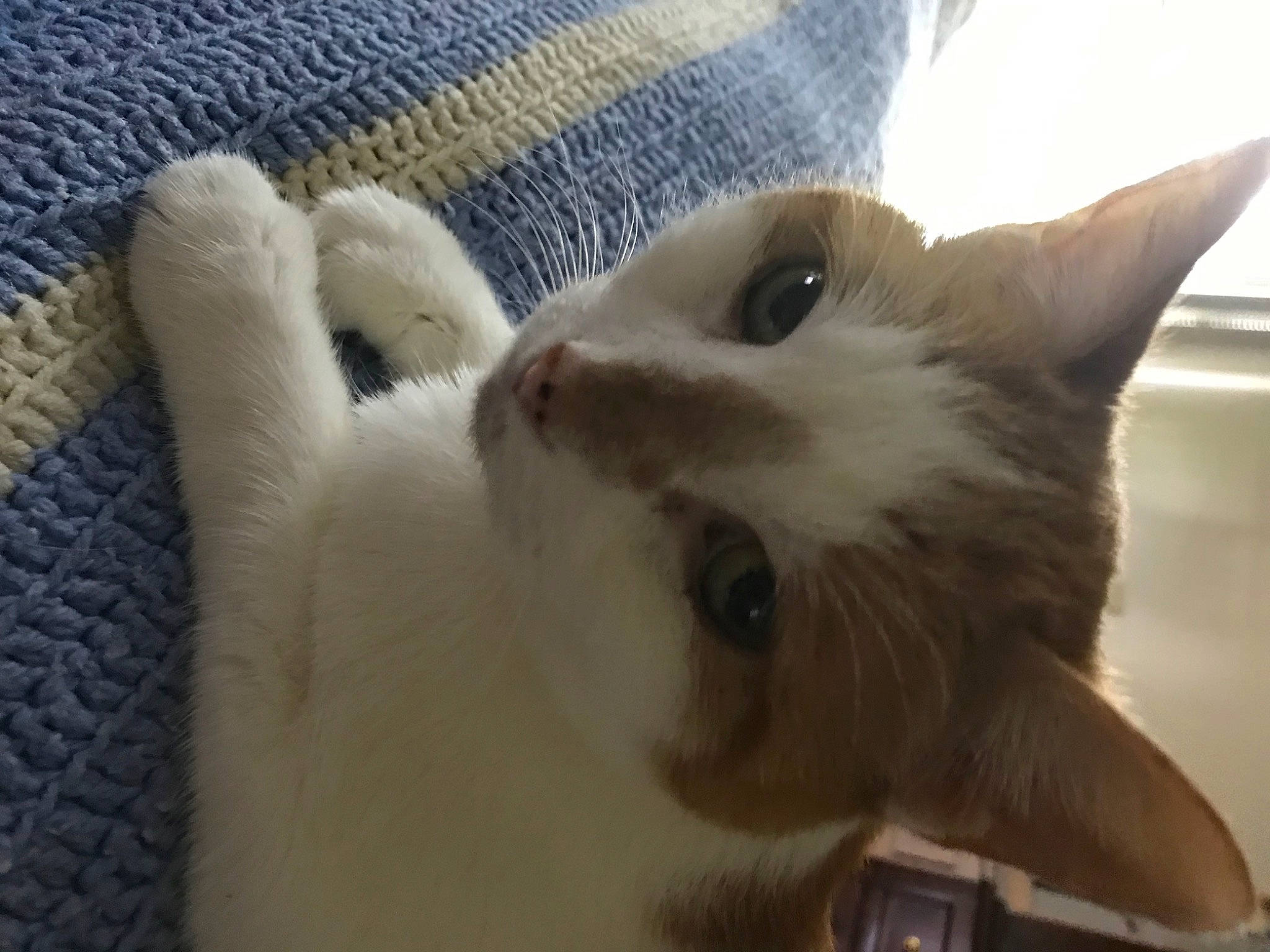 Beijing is registered to the contest to win money with this photo: carnivore, cat, claw, comfort, domestic_short_haired_cat, fawn, felidae, fur, paw, small_to_medium_sized_cats, tail, whiskers, woven_fabric