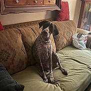 Mo joined the competition — help win amazing prizes! dog, pointer, spotted_coat, sitting, couch, sofa, living_room, cushions, wooden_cabinet, furniture, home_interior, decorative_objects, figurines, collar, dog_tag, portrait, indoors, cozy, shopping_bag, long_legs