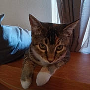 Pearl is registered to the contest to win money with this photo: cat, tabby_cat, white_paws, wooden_surface, window, curtains, indoor, pet, animal, feline, close_up, curious, ears, whiskers, face, eyes, paws, fur, resting, natural_light