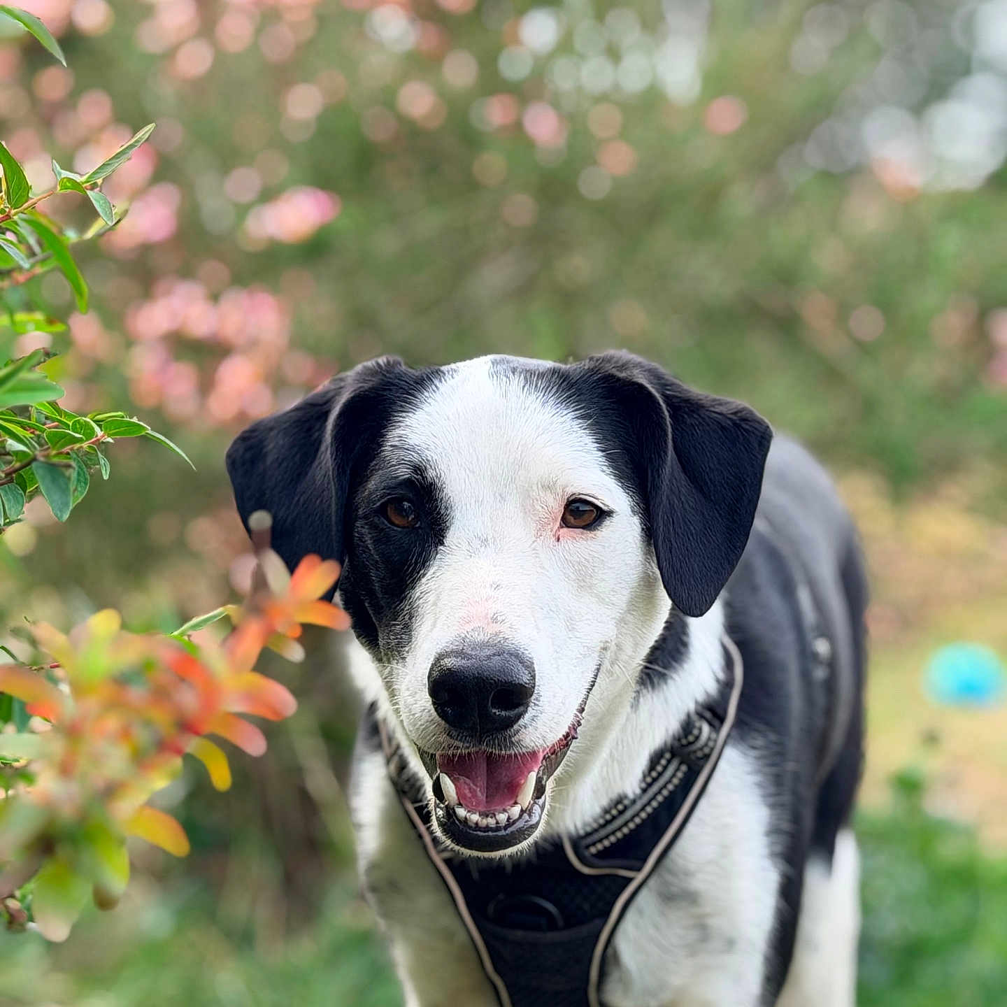 Oslow participe au concours pour gagner de l'argent avec cette photo : dog, black_and_white, harness, outdoor, greenery, flowers, happy, animal, pet, nature, grass, portrait, canine, smiling, closeup, garden, fur, friendly, eyes, tongue