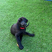 Blacky a rejoint le concours — aidez-le/la à gagner de superbes lots ! puppy, dog, black_dog, grass, outdoor, pet, collar, canine, animal, cute, young, sitting, nature, green, playful, adorable, head_tilt, fur, small, friendly
