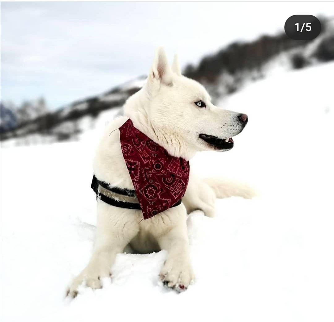 Naiko participe au concours pour gagner de l'argent avec cette photo : carnivore, collar, companion_dog, dog, dog_breed, dog_clothes, dog_collar, dog_supply, freezing, fur, happy, leash, pet_supply, snout, snow, tail, toy, vertebrate, winter, working_animal