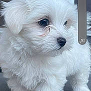 Lainey is registered to the contest to win money with this photo: animal, bison, canine, computerhardware, dog, electronics, eskimodog, hardware, indoors, mobilephone, monitor, pet, phone, poodle, puppy, screen, snout, terrier, text, whitedog