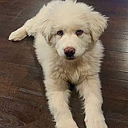 Wally joined the competition — help win amazing prizes! animal, canine, cockerspaniel, dog, eskimodog, goldenretriever, hardwood, hound, husky, machine, pet, poodle, puppy, spoke, terrier, whitedog, wood