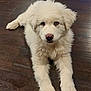 animal, canine, cockerspaniel, dog, eskimodog, goldenretriever, hardwood, hound, husky, machine, pet, poodle, puppy, spoke, terrier, whitedog, wood