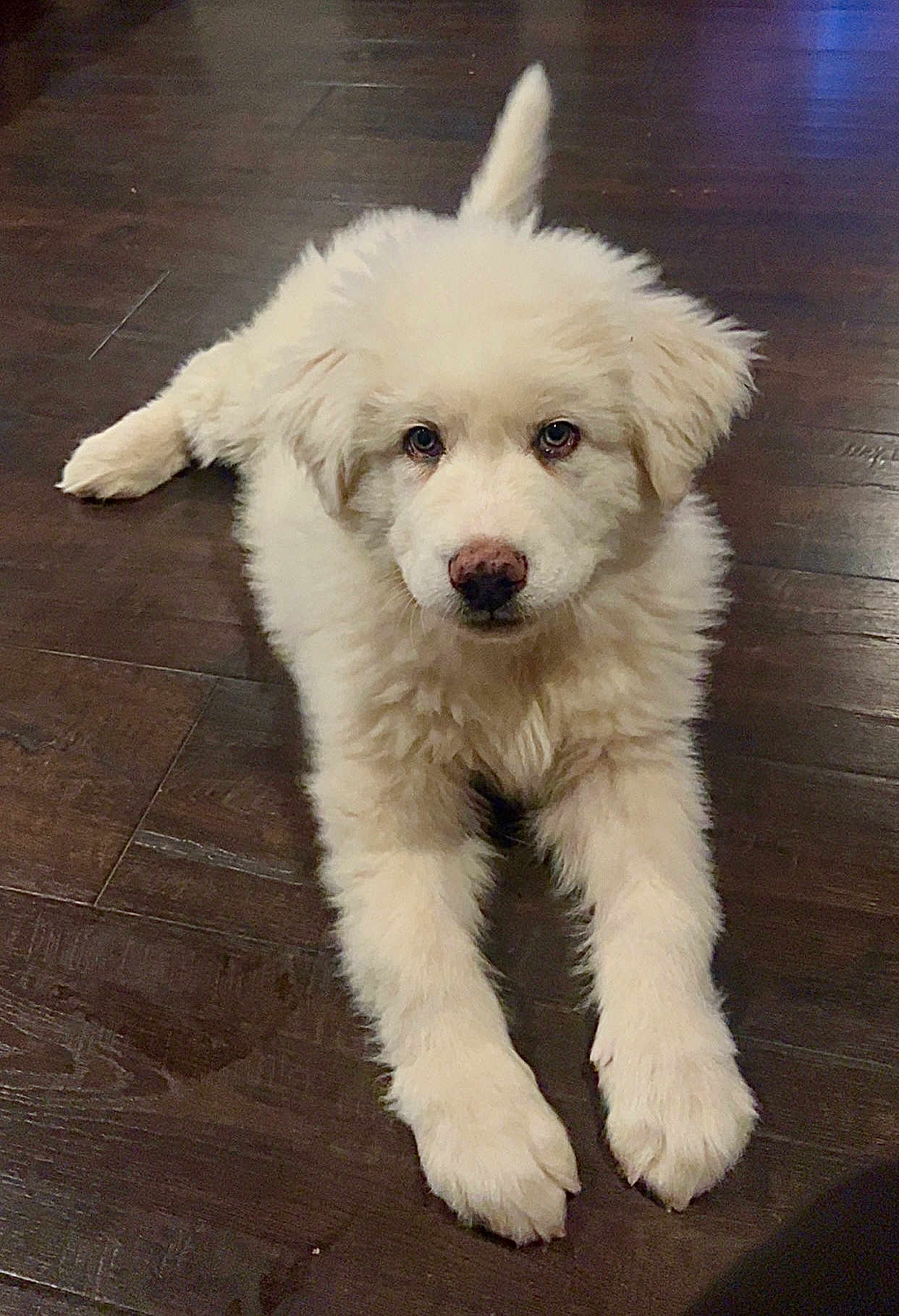 Wally joined the competition — help win amazing prizes! animal, canine, cockerspaniel, dog, eskimodog, goldenretriever, hardwood, hound, husky, machine, pet, poodle, puppy, spoke, terrier, whitedog, wood