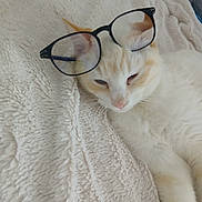 Loulou participe au concours pour gagner de l'argent avec cette photo : cat, glasses, orange, cream, fluffy, pet, sleepy, blanket, texture, indoor, cute, animal, whiskers, ears, nose, feline, resting, comical, accessory, portrait