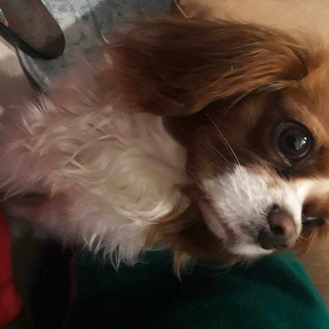 Mayka joined the competition — help win amazing prizes! canidae, carnivore, cavachon, cavalier_king_charles_spaniel, companion_dog, dog, dog_breed, king_charles_spaniel, kooikerhondje, mammal, papillon, phalene, puppy, puppy_love, snout, spaniel, sporting_group, tibetan_spaniel, toy_dog, vertebrate