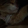 Cleo is registered to the contest to win money with this photo: animal, calm, cat, closeup, cozy, cute, dark, dim_lighting, feline, fur, indoor, nose, paw, pet, quiet, relaxed, resting, sleeping, soft, whiskers