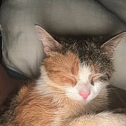 Cleo is registered to the contest to win money with this photo: animal, calico, cat, closeup, comfort, cozy, cute, domestic_cat, ears, feline, fur, indoors, pet, pink_nose, portrait, relaxing, resting, sleeping, soft, whiskers