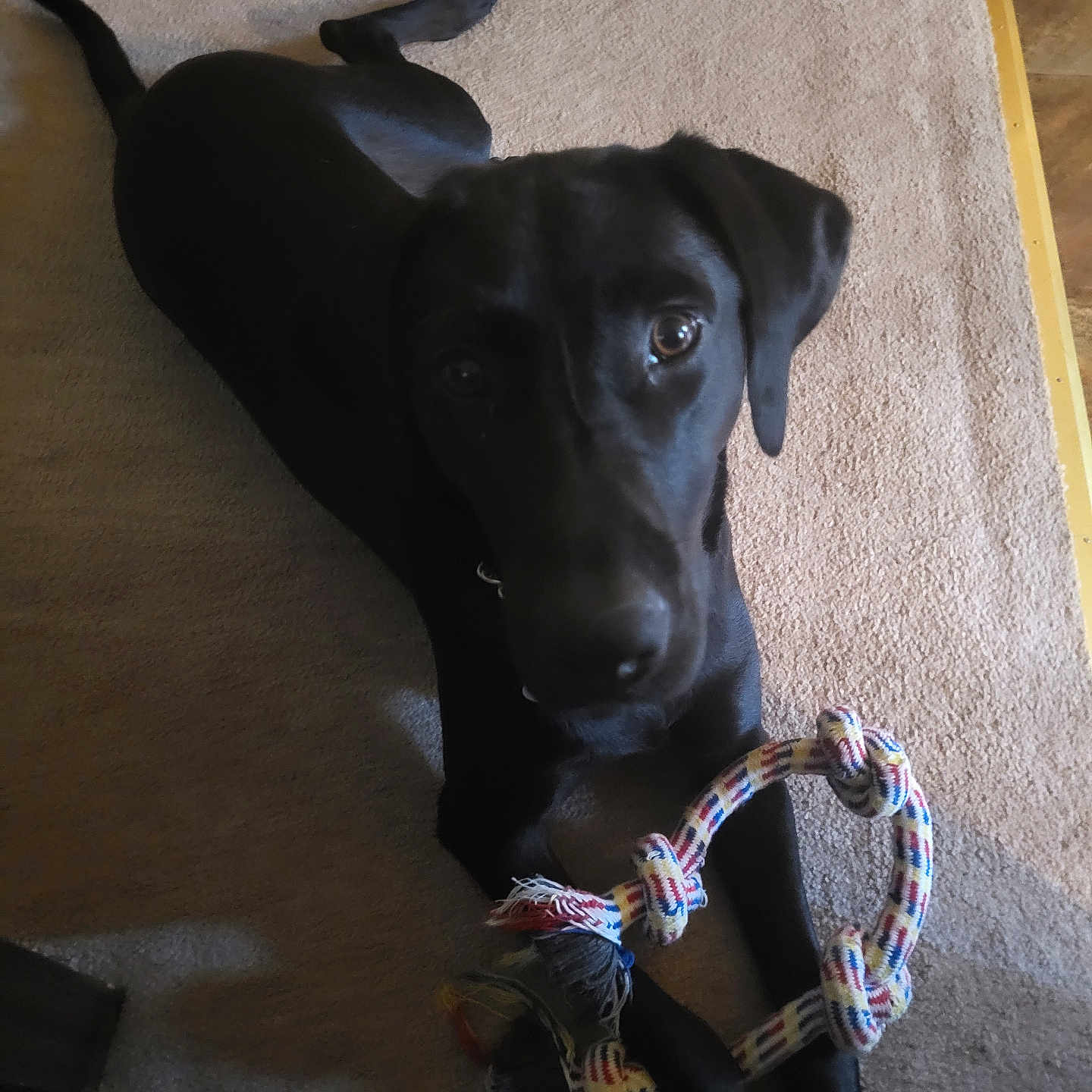Star is registered to the contest to win money with this photo: accessories, animal, bead, bracelet, canine, collar, couch, dog, furniture, greatdane, hound, jewelry, labradorretriever, leash, necklace, pet, pointer, prayer, puppy, strap