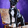 dog, portrait, black_and_white, sitting, open_mouth, tongue, pointed_ears, collar, wooden_trunk, wooden_box, rustic, purple_background, studio_photo, indoor, pet, animal, front_view, white_chest, white_paws, happy