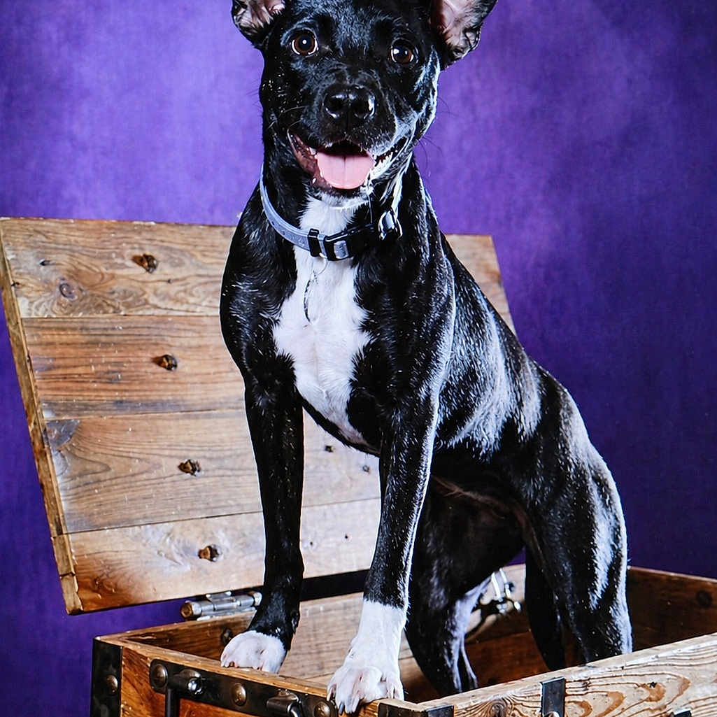 Dixie