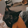 Réglisse a rejoint le concours — aidez-le/la à gagner de superbes lots ! abyssinian, animal, blackcat, bodypart, bookcase, cat, den, finger, furniture, hand, indoors, kitten, manx, person, pet, siamese