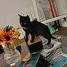 Réglisse a rejoint le concours — aidez-le/la à gagner de superbes lots ! animal, architecture, building, cat, computer, desk, electronics, flower, flowerarrangement, flowerbouquet, furniture, jar, laptop, pc, pet, plant, pottedplant, pottery, table, vase