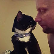 Mr Tux joined the competition — help win amazing prizes! animal, bed, bell, black_and_white_cat, cat, closeup, collar, curious, domestic, face, feline, friendship, human, indoor, interaction, man, nose_to_nose, pet, profile, whiskers