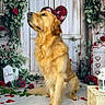 animal, canine, cute, decor, dog, flower, fur, golden_retriever, greenery, heart, indoor, lantern, love, pet, pet_portrait, romantic, rose, sitting, valentine, white_floor