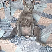 Hades participe au concours pour gagner de l'argent avec cette photo : cat, gray_cat, pet, sitting, bedspread, striped_pattern, indoor, relaxed, funny_pose, feline, animal, domestic_cat, cute, whiskers, ears, fur, paws, sleepy_eyes, resting, home