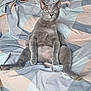 animal, bedspread, cat, cute, domestic_cat, ears, feline, funny_pose, fur, gray_cat, home, indoor, paws, pet, relaxed, resting, sitting, sleepy_eyes, striped_pattern, whiskers