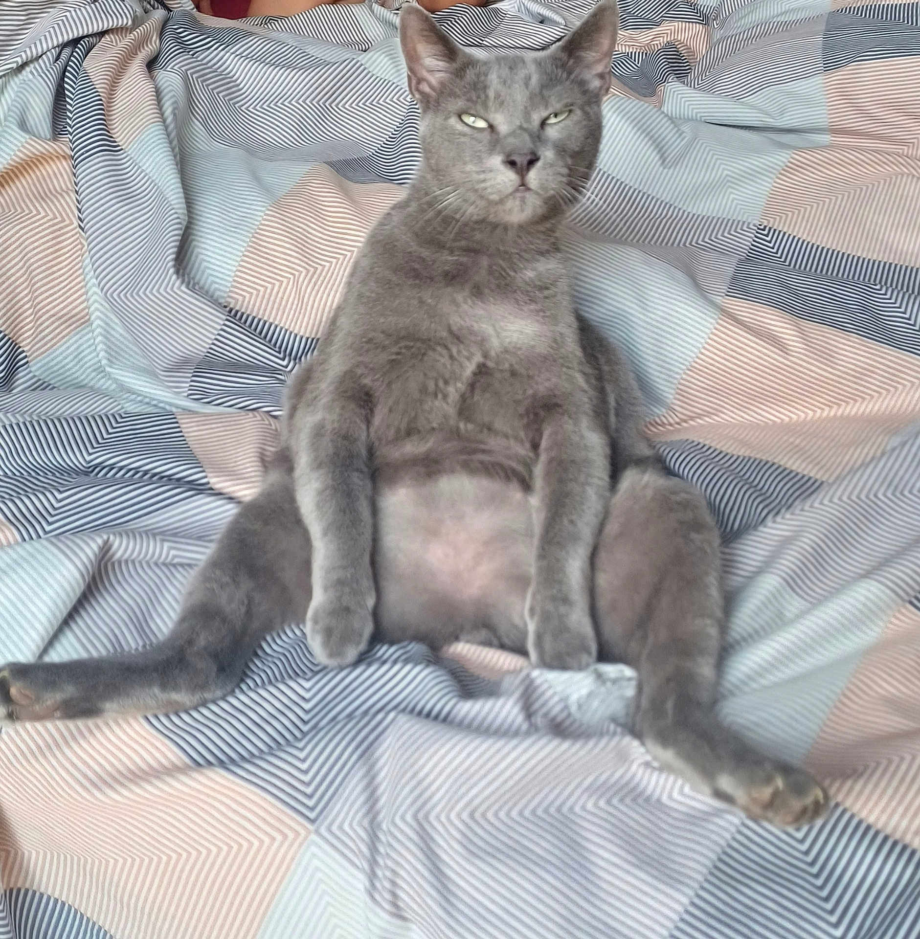 Hades participe au concours pour gagner de l'argent avec cette photo : cat, gray_cat, pet, sitting, bedspread, striped_pattern, indoor, relaxed, funny_pose, feline, animal, domestic_cat, cute, whiskers, ears, fur, paws, sleepy_eyes, resting, home