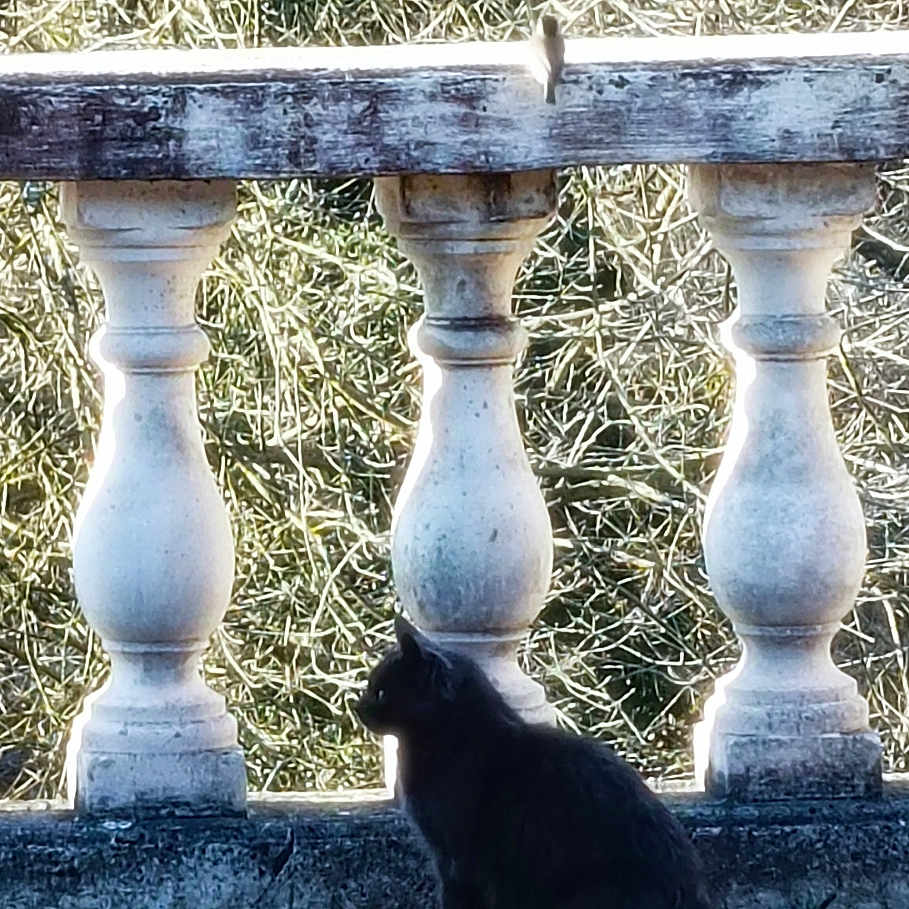 Minou a rejoint le concours — aidez-le/la à gagner de superbes lots ! animal, architecture, balcony, blackcat, building, cat, handrail, house, housing, kitten, manx, nature, path, pet, plant, porch, railing, silhouette, tree, walkway