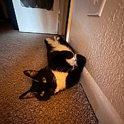 Oliver is registered to the contest to win money with this photo: cat, tuxedo_cat, black_and_white, pet, animal, feline, lying_down, upside_down, belly, whiskers, ears, eyes, indoor, hallway, carpet, wall, doorway, home, relaxed, playful