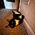 Oliver
