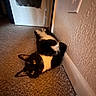 cat, tuxedo_cat, black_and_white, pet, animal, feline, lying_down, upside_down, belly, whiskers, ears, eyes, indoor, hallway, carpet, wall, doorway, home, relaxed, playful