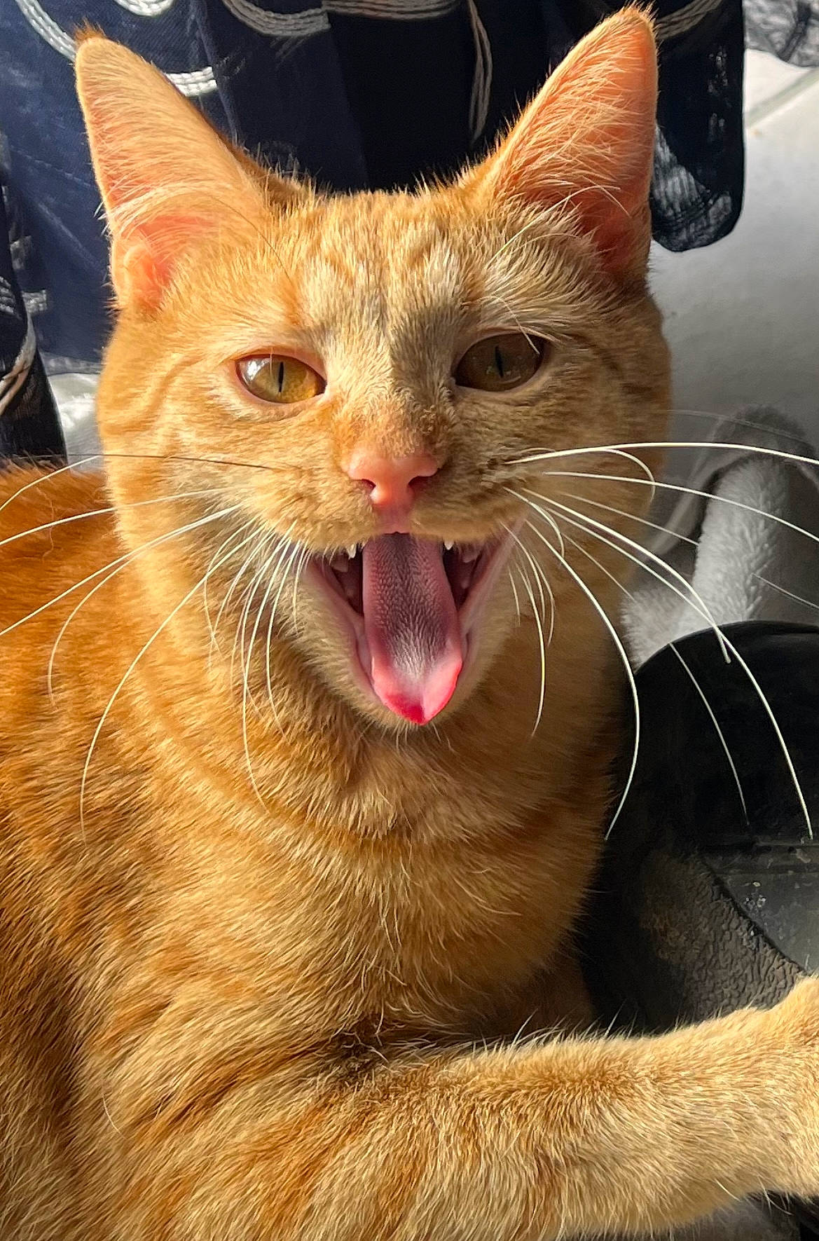 Catalina is registered to the contest to win money with this photo: carnivore, cat, claw, close_up, domestic_short_haired_cat, fang, fawn, felidae, fur, iris, paw, small_to_medium_sized_cats, snout, terrestrial_animal, whiskers, wildlife, window