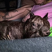 Pepper is registered to the contest to win money with this photo: dog, brindle, pet, resting, lap, person, tattoo, arm, pink_top, jewelry, indoor, cozy, relaxed, companion, animal, casual, clothing, human, closeup, intimate
