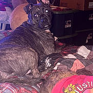 Pepper is registered to the contest to win money with this photo: dog, brindle, bed, quilt, cat, orange_cat, pet_clothing, pink_sweater, furry_animal, indoor, storage_bins, cardboard_boxes, flash, looking_back, ear_up, animal, furniture, blanket, resting, room