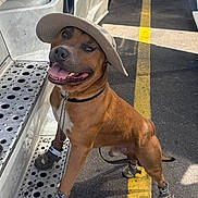 King Legend joined the competition — help win amazing prizes! dog, hat, boots, smiling, tongue_out, metal_step, truck, parking_lot, yellow_line, sunlight, shadow, leash, brown_dog, outdoor, pet_accessories, canine, standing, tongue, happy, animal