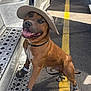 dog, hat, boots, smiling, tongue_out, metal_step, truck, parking_lot, yellow_line, sunlight, shadow, leash, brown_dog, outdoor, pet_accessories, canine, standing, tongue, happy, animal