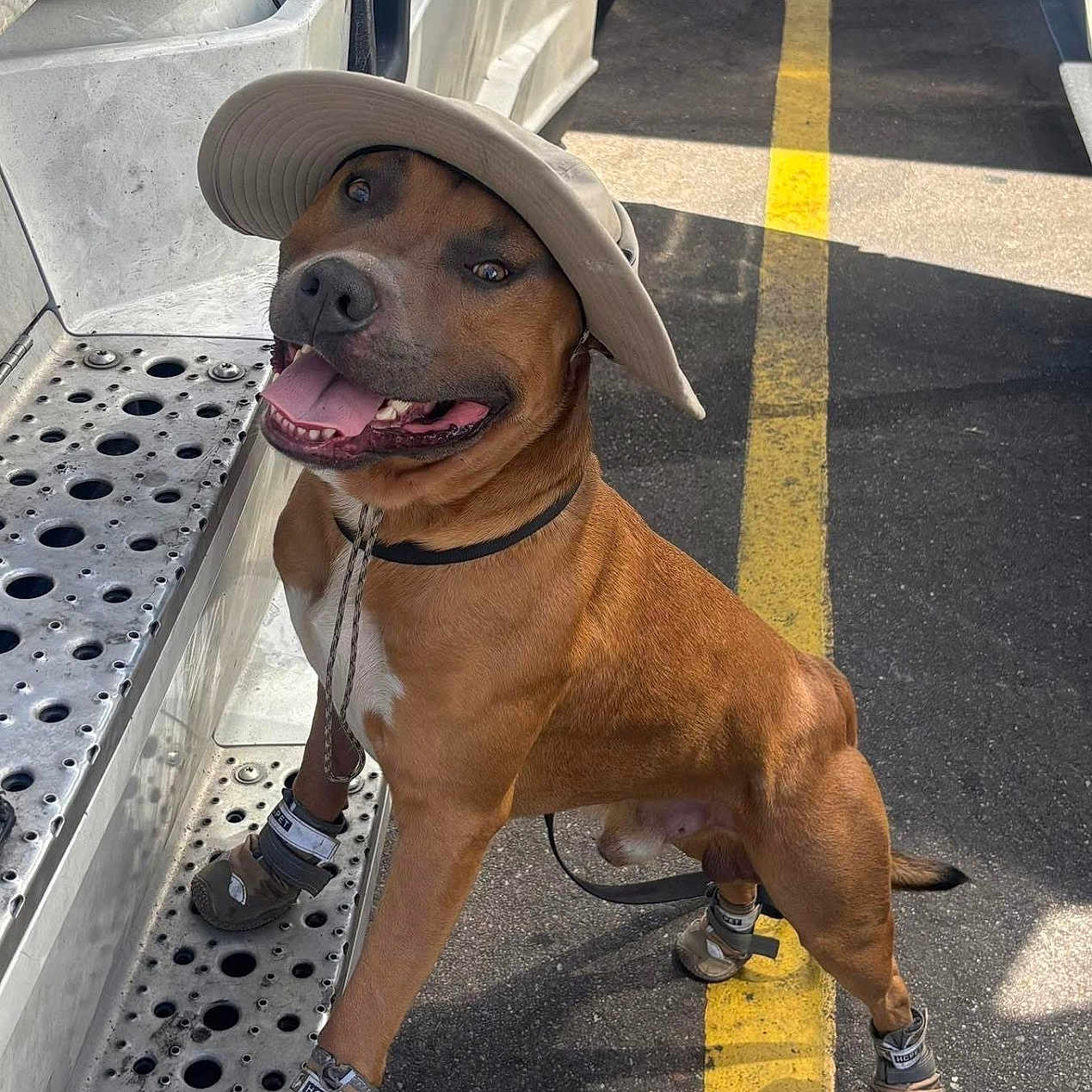 King Legend joined the competition — help win amazing prizes! animal, boots, brown_dog, canine, dog, happy, hat, leash, metal_step, outdoor, parking_lot, pet_accessories, shadow, smiling, standing, sunlight, tongue, tongue_out, truck, yellow_line