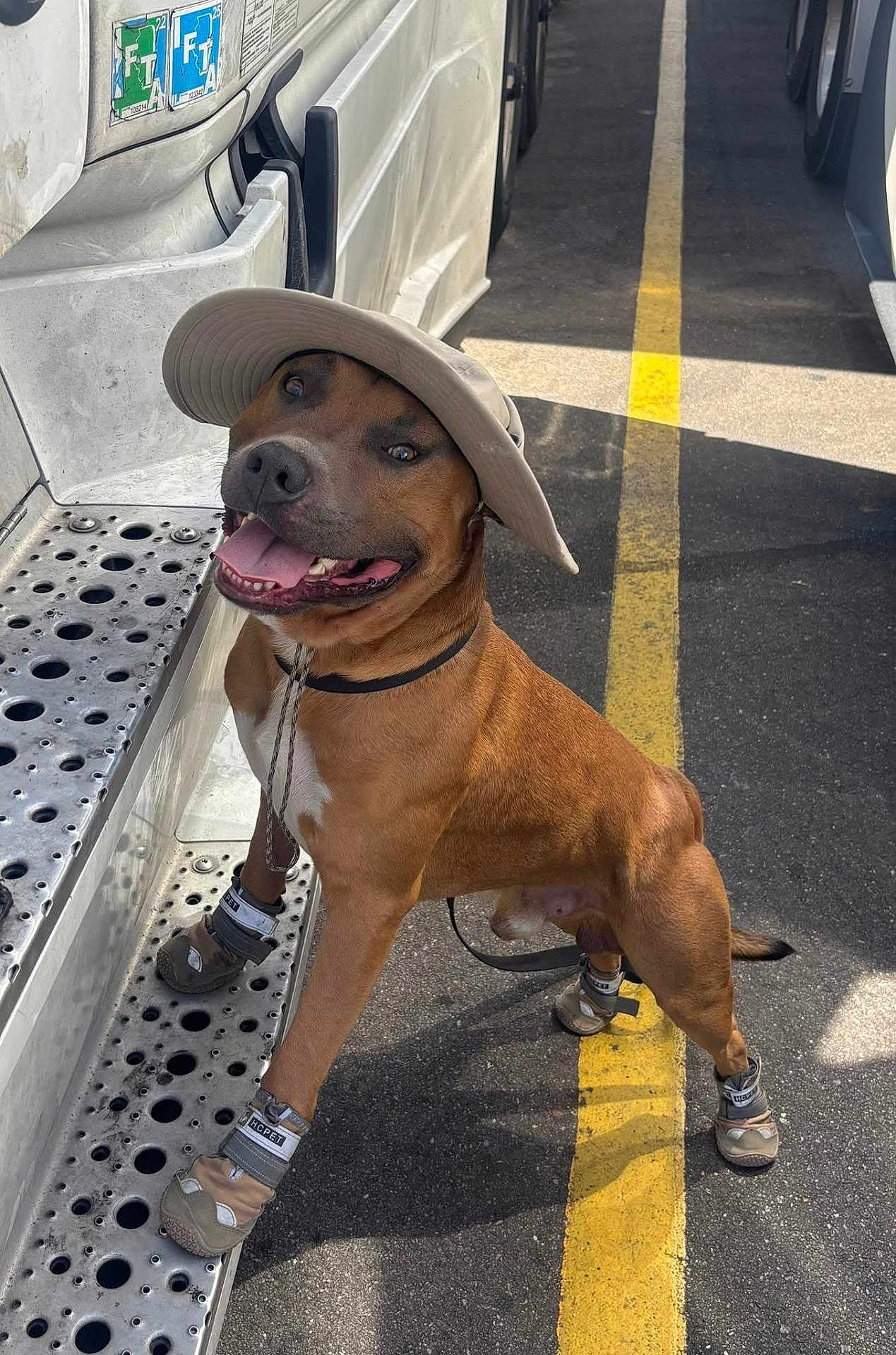 King Legend joined the competition — help win amazing prizes! dog, hat, boots, smiling, tongue_out, metal_step, truck, parking_lot, yellow_line, sunlight, shadow, leash, brown_dog, outdoor, pet_accessories, canine, standing, tongue, happy, animal