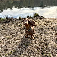 Marcel participe au concours pour gagner de l'argent avec cette photo : dog, dachshund, puppy, outdoor, lake, water, nature, trees, dirt, collar, animal, pet, canine, grass, reflection, sky, brown, speckled, curious, ground
