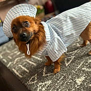 Caramelo is registered to the contest to win money with this photo: dog, pet, indoor, carpet, clothing, hat, brown_dog, small_dog, striped_outfit, cute, animal, domestic_animal, standing, fur, canine, portrait, costume, fashion, home, floor