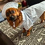 dog, pet, indoor, carpet, clothing, hat, brown_dog, small_dog, striped_outfit, cute, animal, domestic_animal, standing, fur, canine, portrait, costume, fashion, home, floor