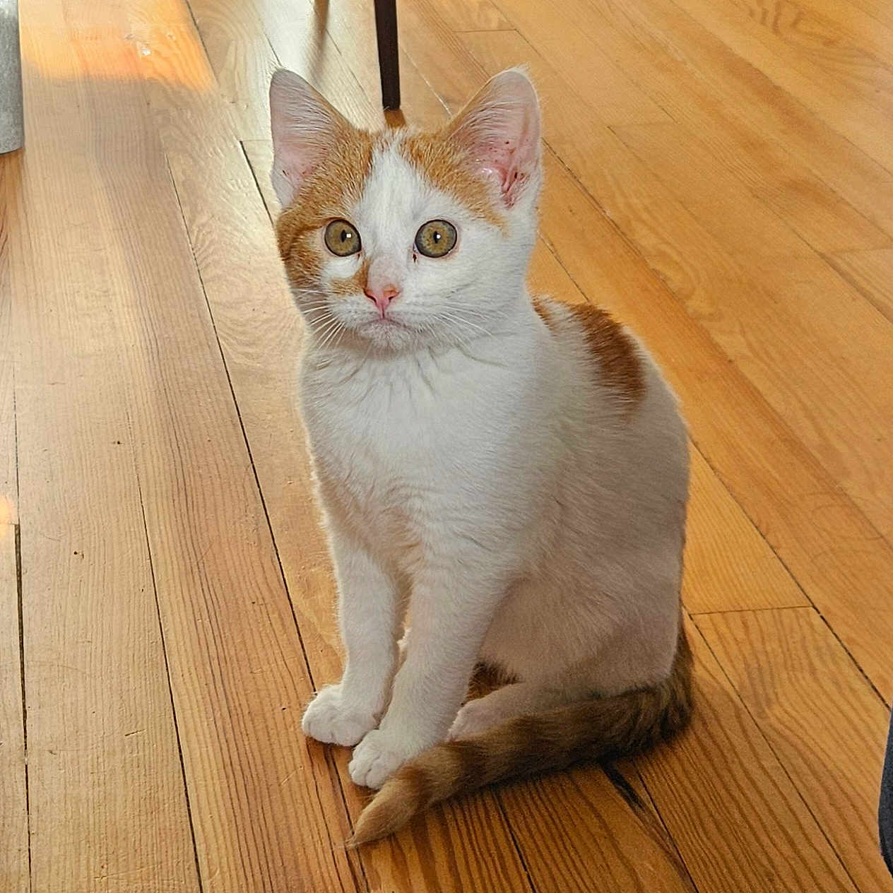 Loki participe au concours pour gagner de l'argent avec cette photo : animal, cat, closeup, curious, cute, domestic_cat, ears, feline, flooring, indoor, kitten, orange_and_white, pet, shadow, sitting, sunlight, tail, whiskers, wooden_floor, young