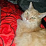 Buttercup is registered to the contest to win money with this photo: animal, blanket, cat, closeup, companion, cozy, cute, domestic_cat, feline, fluffy, fur, green_eyes, indoor, orange_cat, pet, red_blanket, relaxed, resting, soft, whiskers