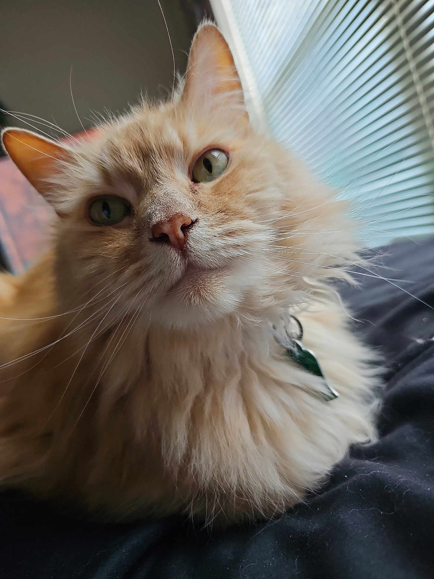 Buttercup joined the competition — help win amazing prizes! animal, bed, cat, close_up, collar, curious, cute, domestic_animal, feline, fluffy, green_eyes, indoor, mammal, pet, portrait, relaxed, resting, soft_fur, whiskers, window_blinds