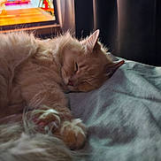 Buttercup joined the competition — help win amazing prizes! animal, bed, cat, closeup, cozy, curtain, domestic_cat, feline, fluffy, fur, indoor, mammal, paw, pet, relaxation, resting, sleeping, soft_light, tail, television