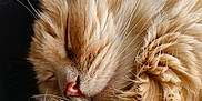 Buttercup joined the competition — help win amazing prizes! animal, cat, close_up, cozy, cute, domestic_cat, feline, fluffy, fur, indoor, mammal, orange_cat, peaceful, pet, portrait, relaxed, resting, sleeping, soft, whiskers